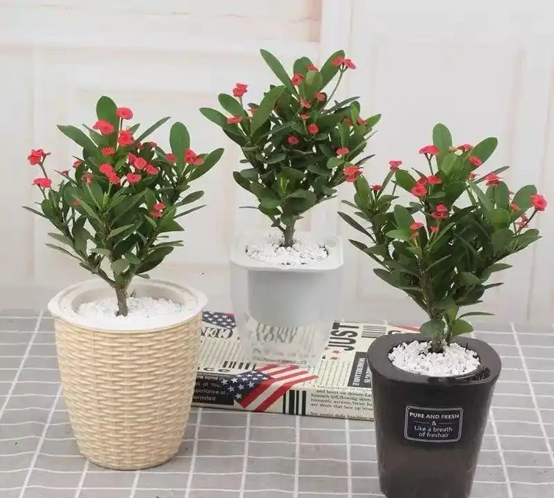 這十種花全年都開花,人見人愛