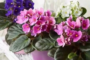這十種花全年都開花，人見人愛