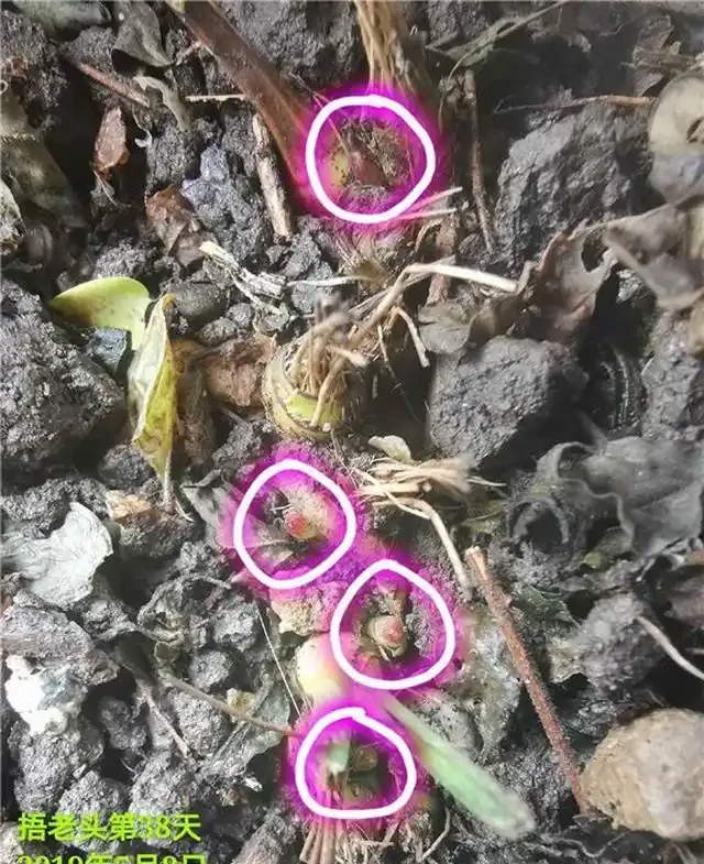 蘭花沒根,把葉子都剪掉,還能活嗎?