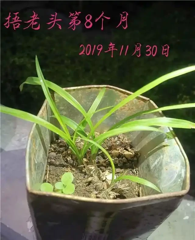 蘭花沒根,把葉子都剪掉,還能活嗎?