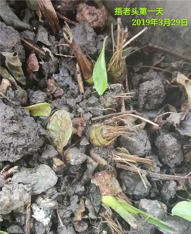 蘭花沒根,把葉子都剪掉,還能活嗎?