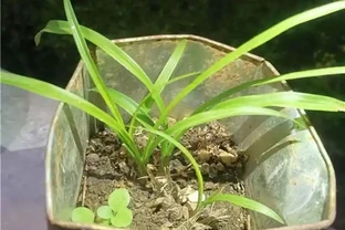蘭花沒根，把葉子都剪掉，還能活嗎？