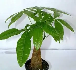 室內的「懶人花」,原來這麼多,仨月不澆水,一棵也不死