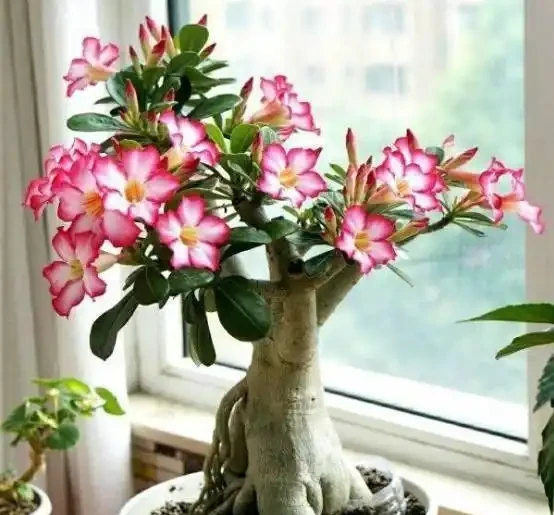 室內的「懶人花」,原來這麼多,仨月不澆水,一棵也不死