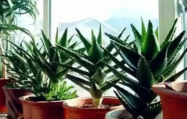 室內的「懶人花」,原來這麼多,仨月不澆水,一棵也不死
