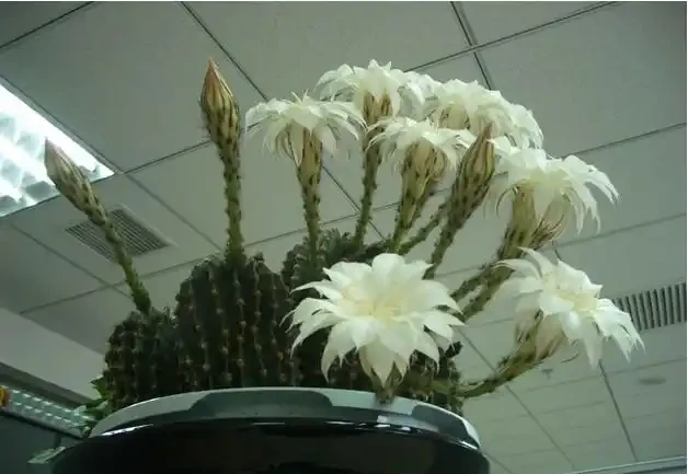 室內的「懶人花」,原來這麼多,仨月不澆水,一棵也不死