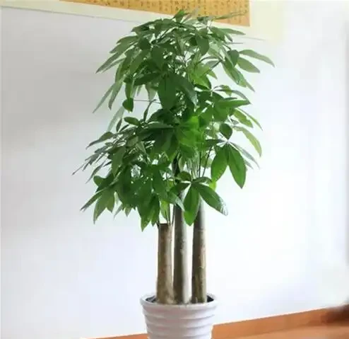 室內的「懶人花」,原來這麼多,仨月不澆水,一棵也不死