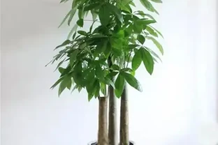 室內的「懶人花」，原來這麼多，仨月不澆水，一棵也不死