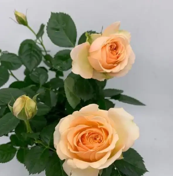 玫瑰花插枝,選對「季節」,幾根枝條插一片,成活率高,秒變大戶