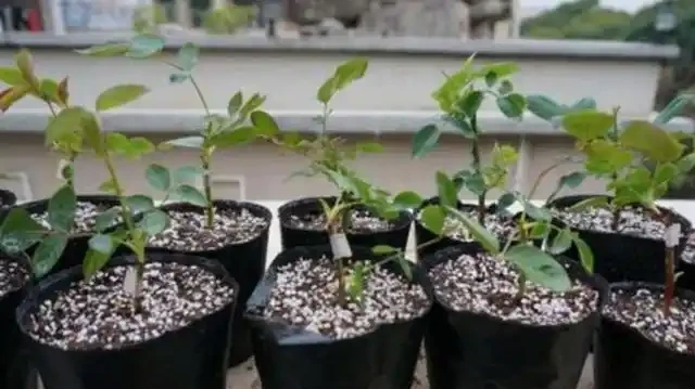 玫瑰花插枝,選對「季節」,幾根枝條插一片,成活率高,秒變大戶