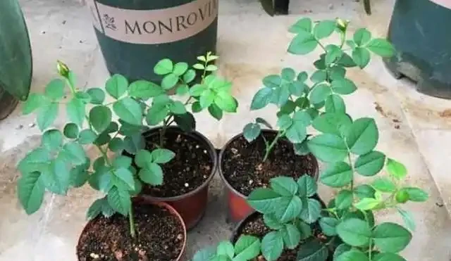 玫瑰花插枝,選對「季節」,幾根枝條插一片,成活率高,秒變大戶