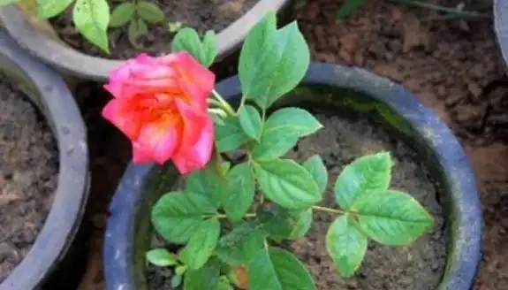 玫瑰花插枝,選對「季節」,幾根枝條插一片,成活率高,秒變大戶