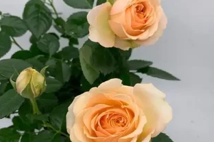 玫瑰花插枝，選對「季節」，幾根枝條插一片，成活率高，秒變大戶