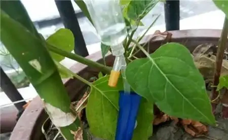 經常外出不在家,學會5個方法給花卉「喝水」,再也不擔心旱死