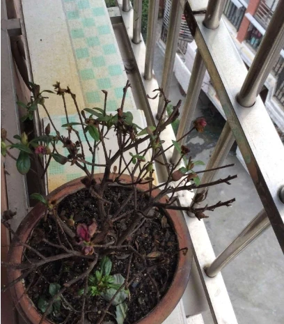 杜鵑花葉尖發黑、掉葉子?搞清楚3個原因,葉子油亮花開嬌豔
