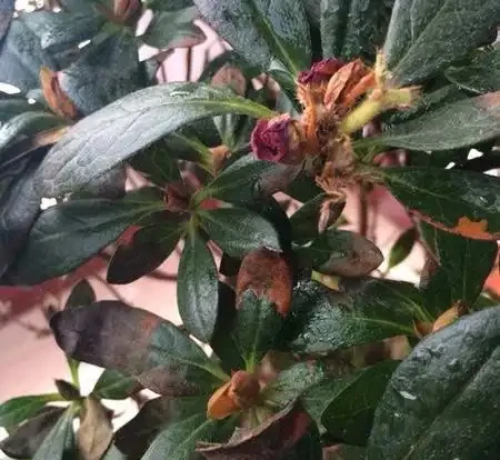 杜鵑花葉尖發黑、掉葉子?搞清楚3個原因,葉子油亮花開嬌豔