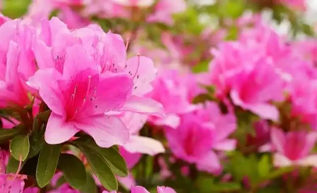 杜鵑花葉尖發黑、掉葉子?搞清楚3個原因,葉子油亮花開嬌豔