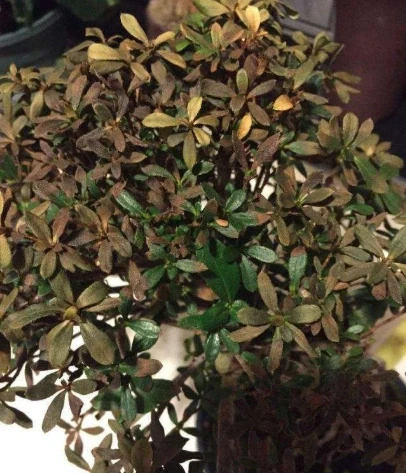 杜鵑花葉尖發黑、掉葉子?搞清楚3個原因,葉子油亮花開嬌豔