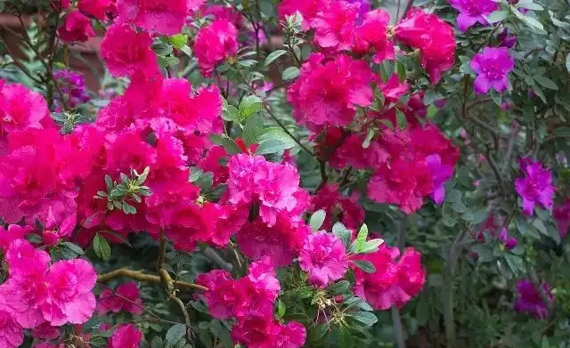 杜鵑花葉尖發黑、掉葉子?搞清楚3個原因,葉子油亮花開嬌豔