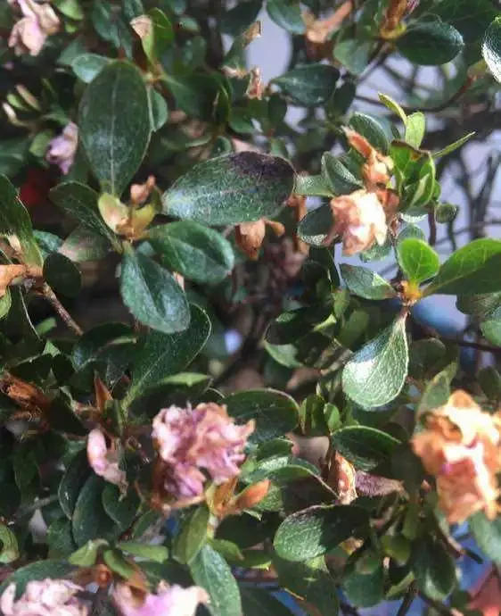 杜鵑花葉尖發黑、掉葉子?搞清楚3個原因,葉子油亮花開嬌豔