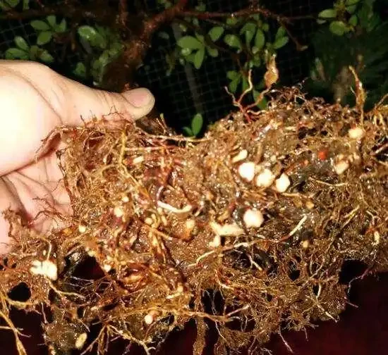 杜鵑花葉尖發黑、掉葉子?搞清楚3個原因,葉子油亮花開嬌豔