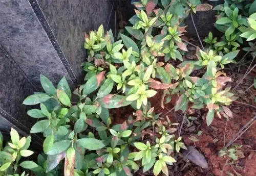 杜鵑花葉尖發黑、掉葉子?搞清楚3個原因,葉子油亮花開嬌豔