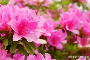 杜鵑花葉尖發黑、掉葉子？搞清楚3個原因，葉子油亮花開嬌豔