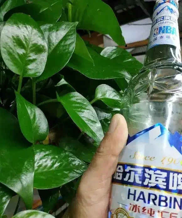 黃金葛最愛喝的4種水,喝完長得賊快,葉子綠出油,垂滿地!