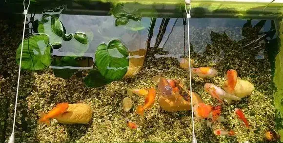 黃金葛最愛喝的4種水,喝完長得賊快,葉子綠出油,垂滿地!
