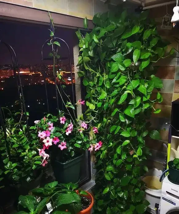 黃金葛最愛喝的4種水,喝完長得賊快,葉子綠出油,垂滿地!