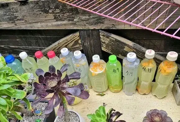 黃金葛最愛喝的4種水,喝完長得賊快,葉子綠出油,垂滿地!