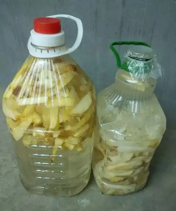 黃金葛最愛喝的4種水,喝完長得賊快,葉子綠出油,垂滿地!