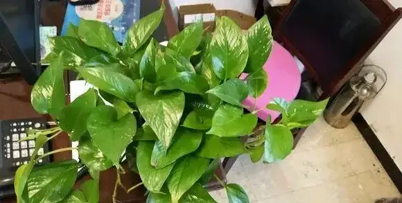 黃金葛最愛喝的4種水,喝完長得賊快,葉子綠出油,垂滿地!