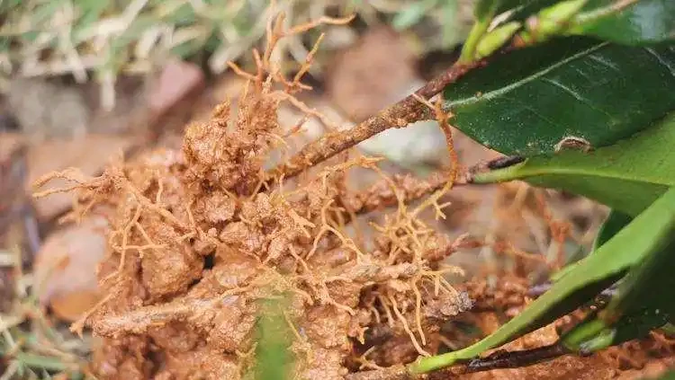 茶花黃葉掉花苞?試試這樣配土,從「根」上解決問題