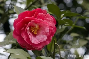 茶花黃葉掉花苞？試試這樣配土，從「根」上解決問題