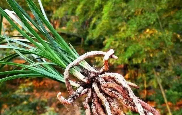 蘭花換盆後,葉片會發黃嗎?兩個細節操作可規避