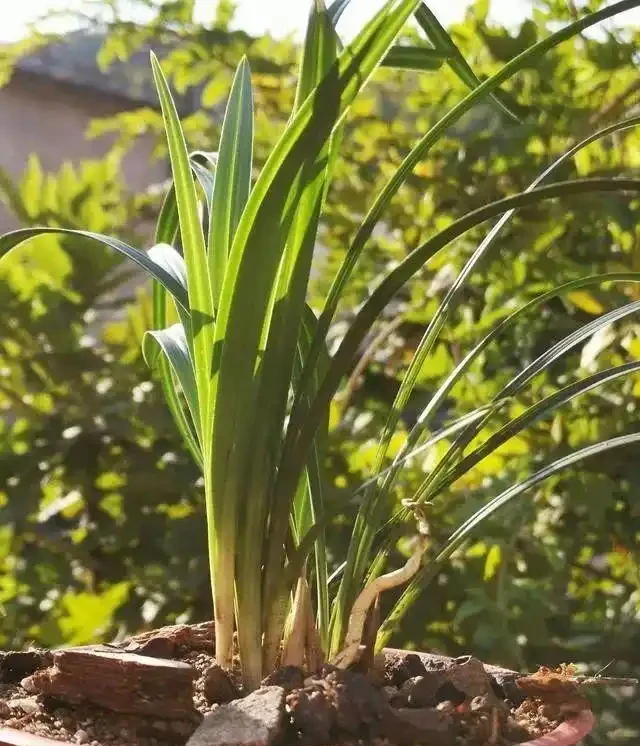 蘭花換盆後,葉片會發黃嗎?兩個細節操作可規避