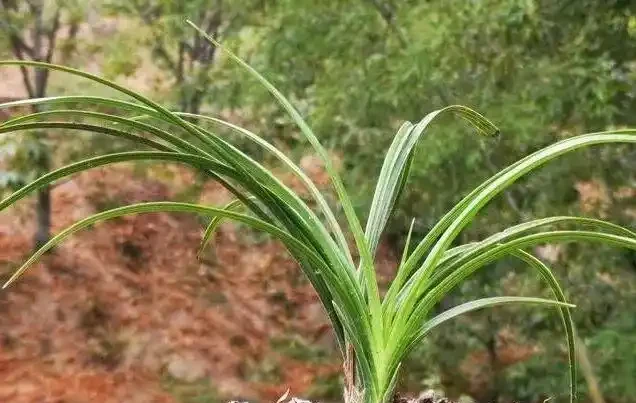 蘭花換盆後,葉片會發黃嗎?兩個細節操作可規避