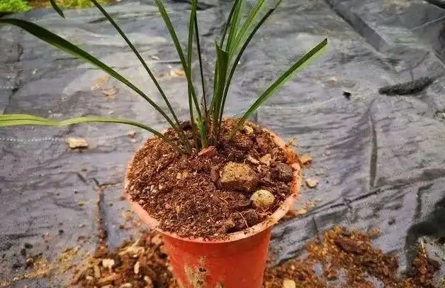 蘭花換盆後,葉片會發黃嗎?兩個細節操作可規避