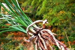 蘭花換盆後，葉片會發黃嗎？兩個細節操作可規避