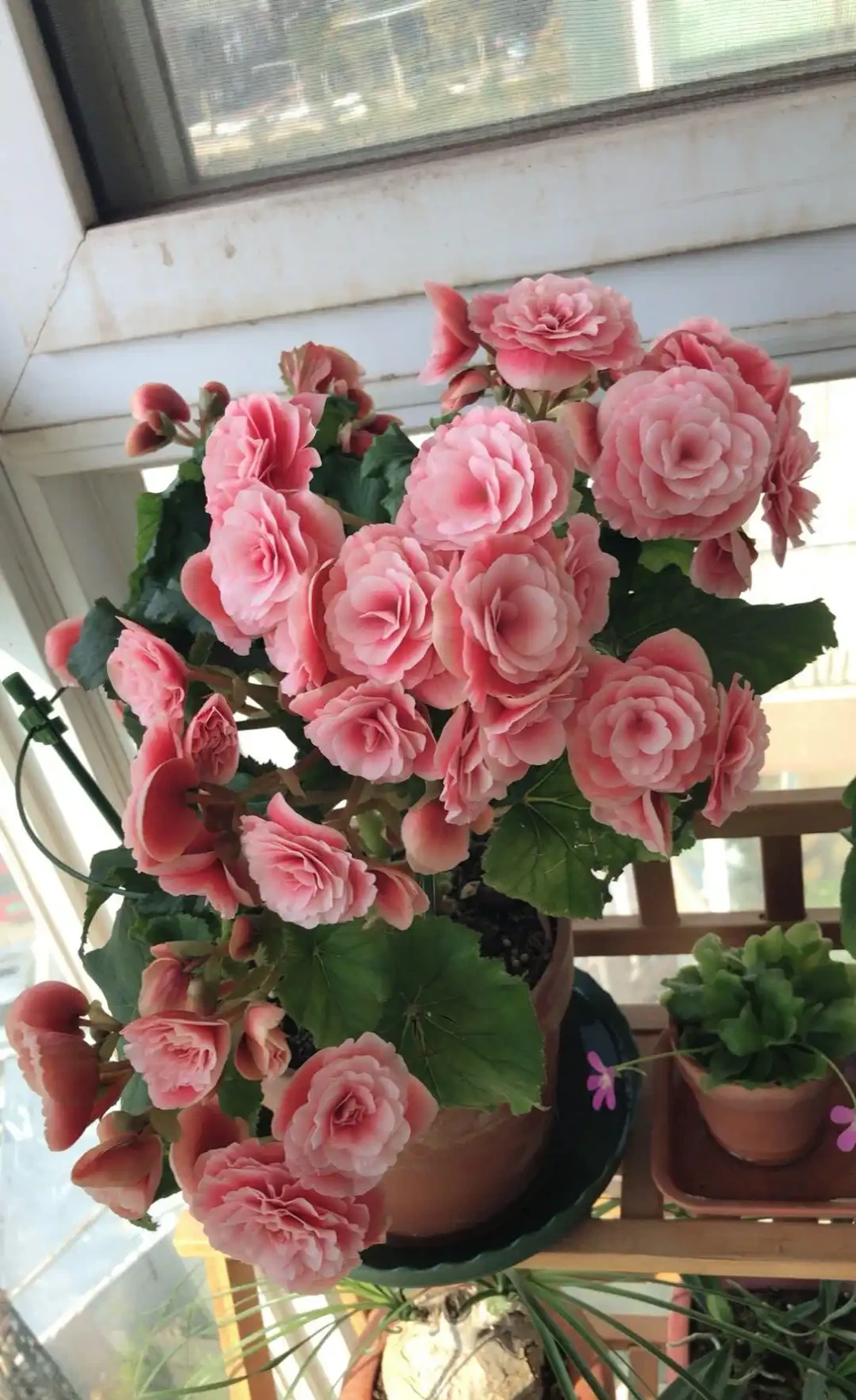 三季開花