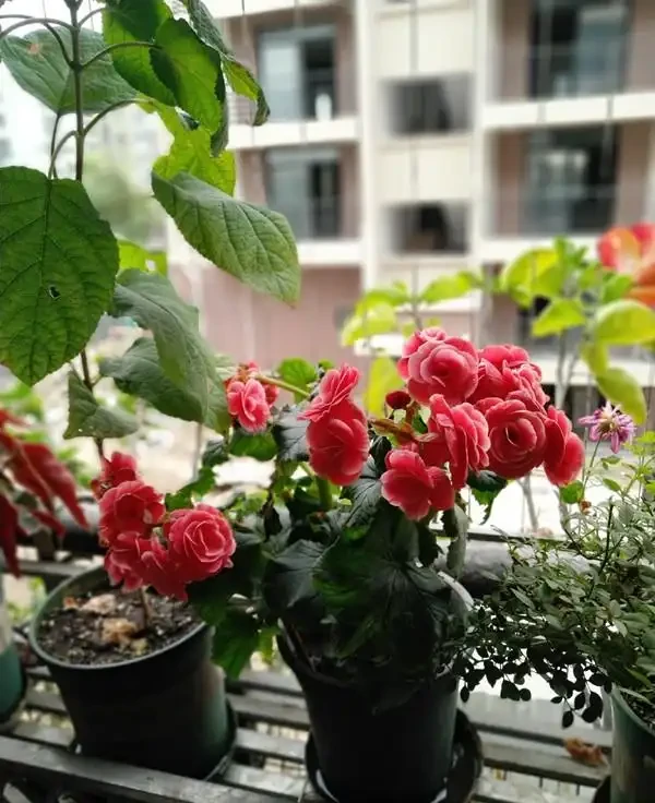 今期主角