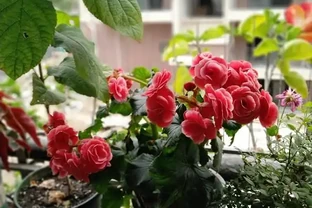 此盆栽花號稱「無刺的玫瑰」，花朵超漂亮，三季開花，室內也能栽