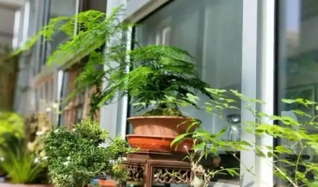 養花用什麼肥料合適?學會2個小妙招,枝葉蹭蹭長、猛開花