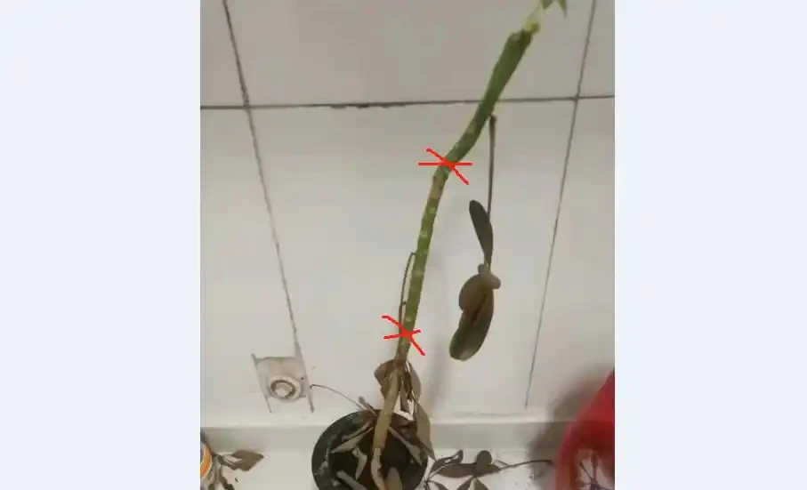 比發財樹霸氣的「八方來財」,葉子掉光,這樣搶救,1根光桿變3盆