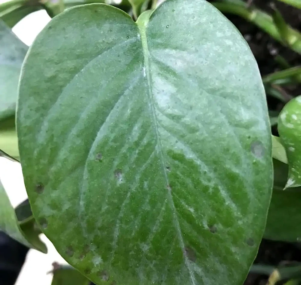 黃金葛葉片長了小黑斑,做好3點有效改善、恢復翠綠髮亮狀態