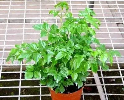 幸福樹的葉片乾枯了,是什麼原因造成的?