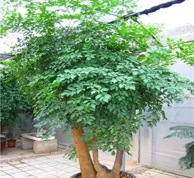 幸福樹的葉片乾枯了,是什麼原因造成的?