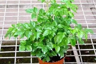 幸福樹的葉片乾枯了，是什麼原因造成的？