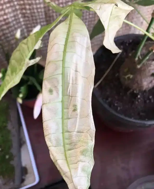 鄰居養的發財樹,葉子變成「透明色」,做這2步,興許還有救